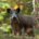 Sanglier