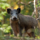 Sanglier