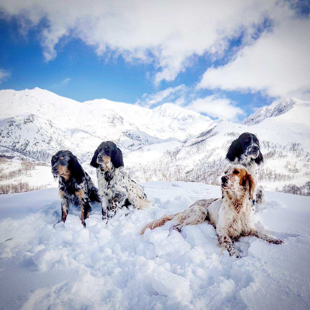 Chiens Corses dans le neige