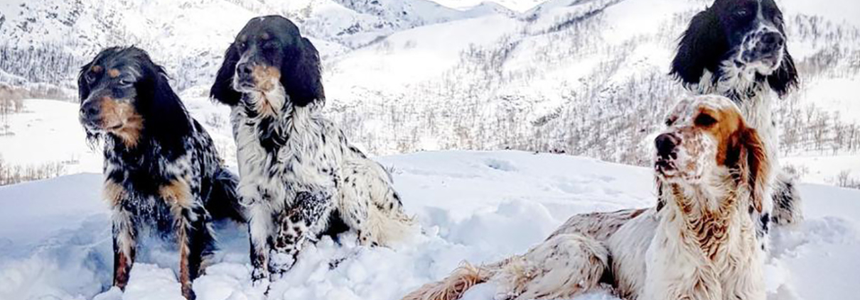 Imprimé de validation du permis de chasser - Fédération des Chasseurs de la  Corse du Sud